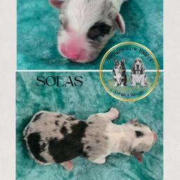 Savage Solas Of Eire - Blue merle and white male Cardigan Welsh Corgi puppy in Plymouth, Iowa from Savages Low riders