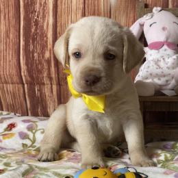 Boy 5 - male Labrador Retriever puppy in Newmanstown, Pennsylvania from Royalty Retrievers