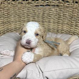 SIG - Red male Bernedoodle puppy in Corpus Christi, Texas from The Henke Doodles