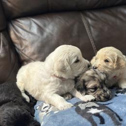 Goldendoodle and Golden Retriever Puppies from Snowy Goldens LLC