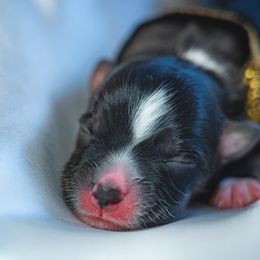 Boy 2 - Miniature Australian Shepherd puppy in Dayton, Texas from Salty LeBlanc Aussies