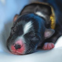 Boy 2 - Miniature Australian Shepherd puppy in Dayton, Texas from Salty LeBlanc Aussies
