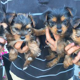 Yorkshire Terriers from JUAREZ FAMILY YORKIES