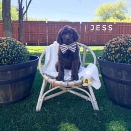 Jess - Chocolate male Goldendoodle puppy in Dallas County, Texas from Dream A Little Doodle