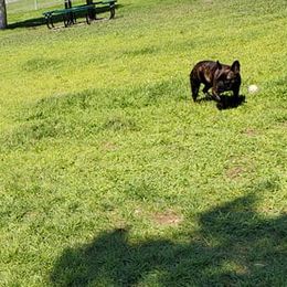 French Bulldogs from refroidir les petits chiens - French Bulldogs