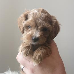 Mistletoe - Red male Cavapoo puppy in Greenville, South Carolina from Reedy River Doodles