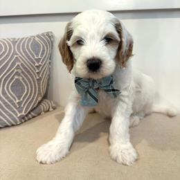 Cottontail - Parti male Goldendoodle puppy in Taylorsville, North Carolina from Doggone Dixie Doodles