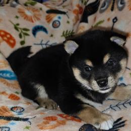 Black and tan boy - Black and tan male Shiba Inu puppy in Middlefield, Ohio from Muddy Rock Farm