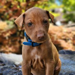 Posideon - Chestnut male Pharaoh Hound puppy in Snohomish, Washington from ACE Pharaoh Hounds