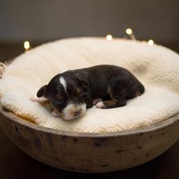 Everett - Red tri-color male Australian Shepherd puppy in Statesville, North Carolina from Charming Australian Shepherds