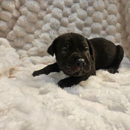 Green collar - Black brindle male Cane Corso puppy in Fritch, Texas from Carrie Brown's Cane Corsos