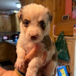 Spud - Red merle male Australian Shepherd puppy in Altmar, New York from E&C Australian Shepherds