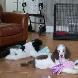 Poodles from Standard Poodles of Eason Farm