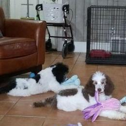 Poodles from Standard Poodles of Eason Farm