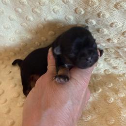 Oakley - Black and tan male Shih Tzu puppy in Success, Missouri from Sweet Success