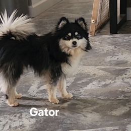 Gator - Pomsky