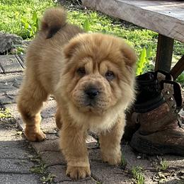 Chinese Shar-Pei Puppies from SNK Shar-Pei