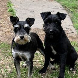 Memphis - Miniature Schnauzer