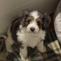 Sparkle - Merle female Cavapoo puppy in Clinton, Missouri from Garlands Doodles