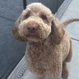 Luna - Labradoodle