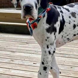 Great Dane Puppies from Sand Mountain Danes LLC