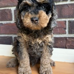 Cockapoo Puppies from M&M Cockapoos of Iowa