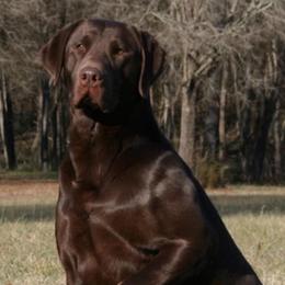 Tulsa - Labrador Retriever