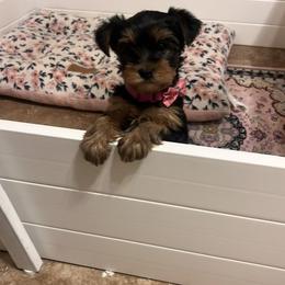 Yorkshire Terrier Puppies from Elite Yorkies AZ