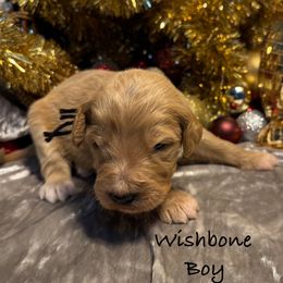 Wish Bone - Red  male Goldendoodle puppy in Rockville, Minnesota from Bracha Poodles & Doodles