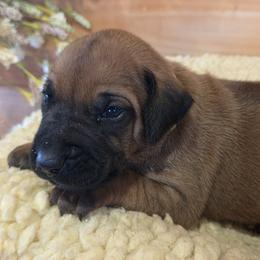 Nala - Rd whtn blk nose female Rhodesian Ridgeback puppy in Gaffney, South Carolina from Circle D Farms