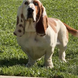 Styles - Basset Hound