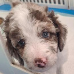 Aurelia - Red merle female Aussiedoodle puppy in Grand Saline, Texas from Aussies Acre