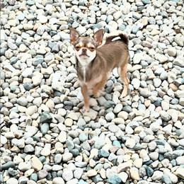 Chihuahua puppies from MI Chihuahua