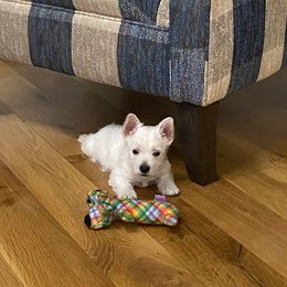 West Highland White Terrier Puppies from Ravens Nest Westies
