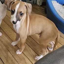 Boy 1 - Red male Italian Greyhound puppy in Phillips, Maine from Maplewood Italian Greyhounds