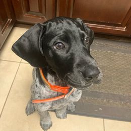 Remi - Black and white German Shorthaired Pointer puppy in Corcoran, California from Hidden Valley Kennels
