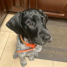 Remi - Black and white German Shorthaired Pointer puppy in Corcoran, California from Hidden Valley Kennels
