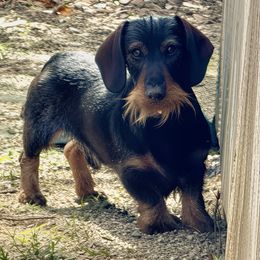 Elvis - Dachshund