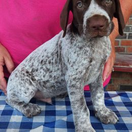 Blue - Liver and white German Shorthaired Pointer puppy in Gerald, Missouri from Showme GSPs