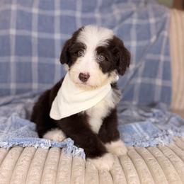 Boca - Brown and white male Aussiedoodle puppy in Sweetwater, Florida from Sandy Snout Doodles