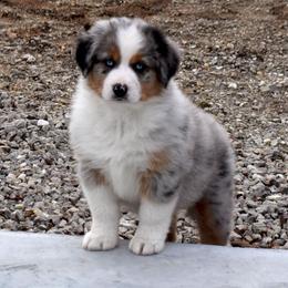Australian Shepherd Puppies from Maubach Ranch