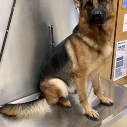 German Shepherd All Grown Up from Angel Oak German Shepherds