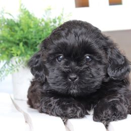 Maltipoo, Shichon, and Shihpoo Puppies from Timbercreek Puppies