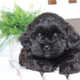 Maltipoo, Shichon, and Shihpoo Puppies from Timbercreek Puppies