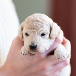Goldendoodle Puppies from OikiaDoodle