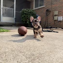 French Bulldog Puppies from Frenchies That