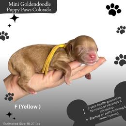 Yellow collar - Apricot female Goldendoodle puppy in Fort Lupton, Colorado from Puppy Paws Colorado