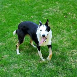 Pearl - Border Collie