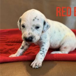 Dalmatian Puppies from Macey’s pups
