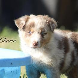 Australian Shepherd Puppies from Knight's Aussies